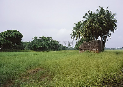 喀纳斯旅游背景图片_纳斯边界有树的田野