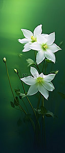 绿色背景池塘里的白花