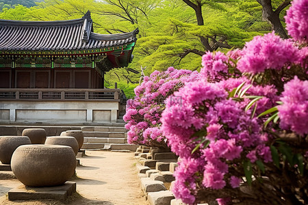 盛开的花背景图片_韩国韩屋粉红色杜鹃花和美丽盛开的杜鹃花