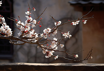 花仙子动图背景图片_石榴树的花悬挂在空中