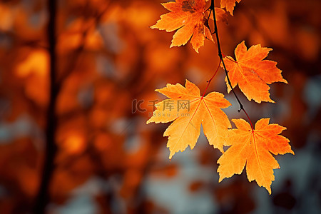 秋天 秋天 树叶 壁纸