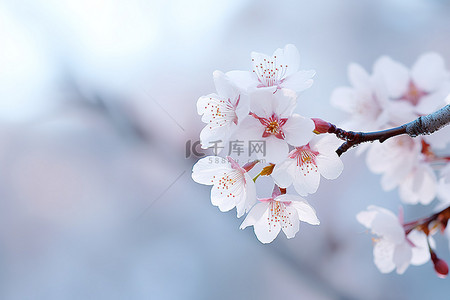 樱桃树枝上的白色花瓣