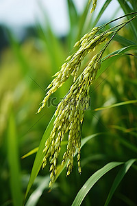 田间生长的水稻植物的特写镜头