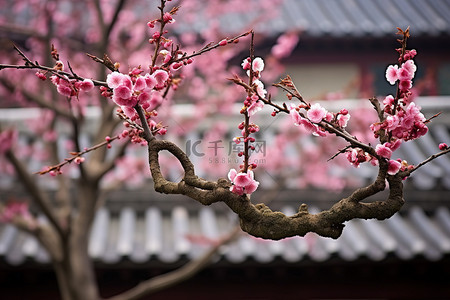 拉花背景图片_红樱花和石头建筑拉山中国