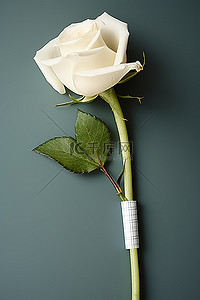 stop胶带背景图片_一朵白玫瑰，形状像管子，上面贴着胶带