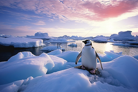 极地背景图片_南极洲 南南极洲 北极企鹅 海企鹅 企鹅 企鹅 fem 北极小鸡 极地白鹈鹕