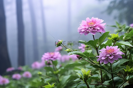 薄雾花附近的粉红色花