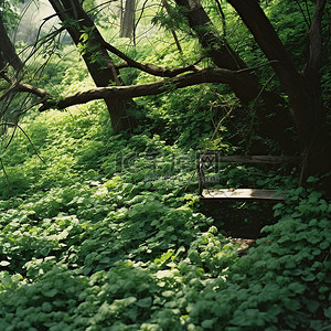 林区背景图片_绿树成荫的森林区，长凳周围有绿色植物