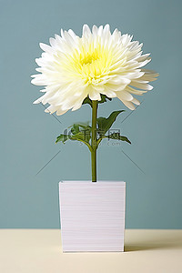 木瓜盒子背景图片_白盒子里的白菊花
