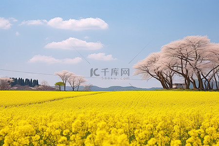 古迹背景图片_一片令人惊叹的黄色田野，上面有一些粉红叶树