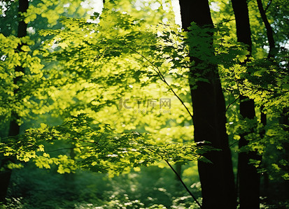 绿叶自然背景图片_阳光透过森林里的绿叶