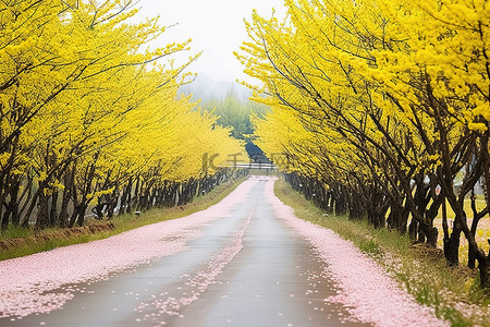 旅游黄色背景背景图片_道路两旁种着黄色的樱花树