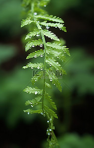 水滴森林背景图片_森林里的一棵小植物被水滴覆盖