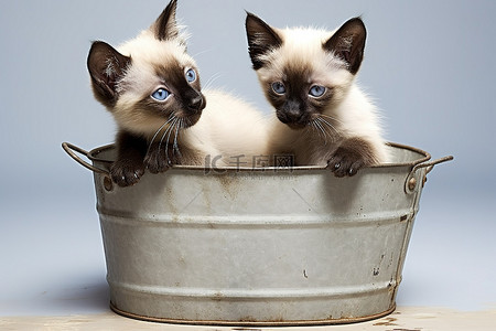 可爱的猫背景图片_一对可爱的丝质暹罗小猫站在塑料桶里