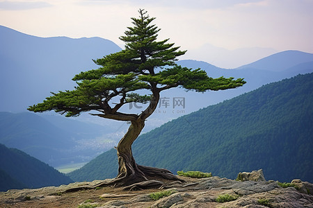 一棵孤独的松树矗立在山顶，背后是群山