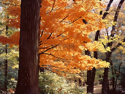 一棵有叶子的树站在树林里