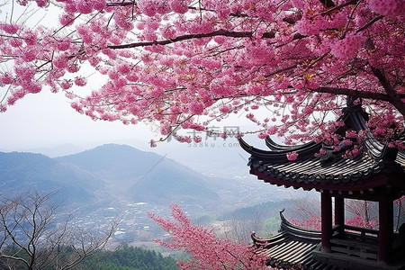 华严寺背景图片_树或开花的樱花树的塔