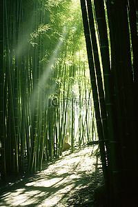光线透过竹林照射进来