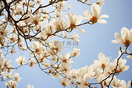 盛开的花gif背景图片_蓝天白云下盛开的白玉兰