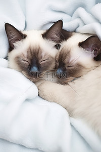 休息睡觉背景图片_两只暹罗猫睡在白色的毯子上