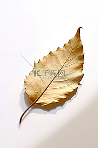 一片叶子在白色的表面上