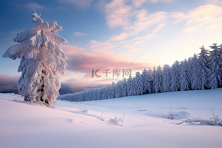 云树木背景图片_有许多树木的雪覆盖的风景