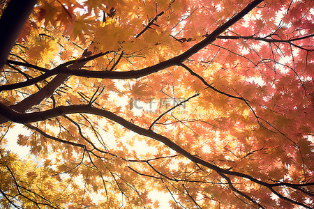秋天的背景背景图片_秋天的叶子，前景有一棵树