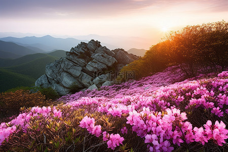 春天旅游背景背景图片_日落时山上覆盖着粉红色的花朵