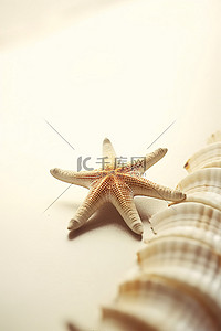 白色桌子上的贝壳上展示着一只海星