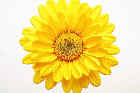 菊花花瓣一朵背景图片_一朵黄色的花，中心是黄色的
