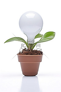 白色背景粘土盆中的小灯泡植物