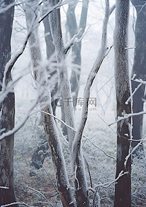 雾天行驶背景图片_雾森林中覆盖着冰雪的树木