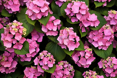 簇花背景图片_绣球花旁边一大簇粉红色的花朵