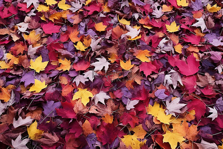 黄色的树叶背景图片_一堆覆盖着红色和黄色的树叶