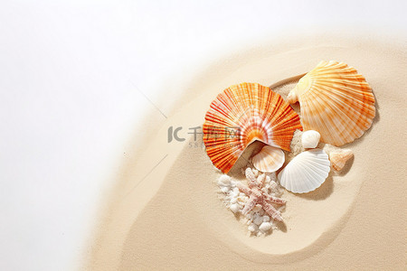 贝壳躺在沙滩上