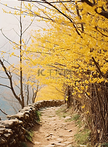 在中国西姆拉的白峰山徒步旅行，枝条呈黄色