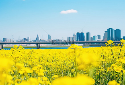 城市春天背景图片_城市中心的一片黄色花田