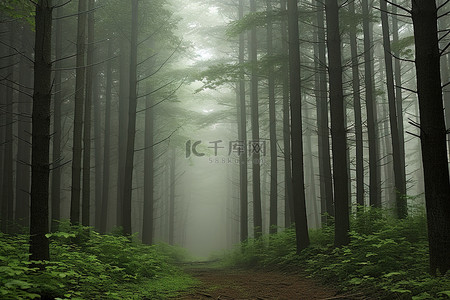 周二素食日背景图片_周二的一片薄雾和绿色的森林