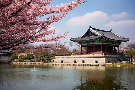 首尔首尔宫附近的池塘景观和盛开的樱花树