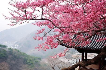 华严寺背景图片_红樱桃树和山坡