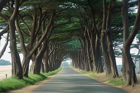 青岛上合背景图片_一条通往一群树的路，树间长满了草