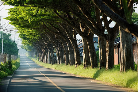 旅游村庄背景图片_穿过村庄的街道上的一排树