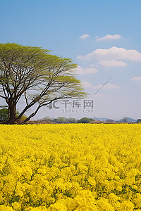 古迹背景图片_花田里的黄色花朵