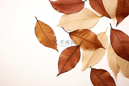 几片树叶背景图片_白色背景，有几片棕色叶子