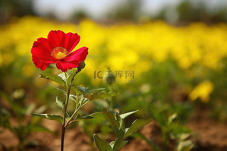红色的花背景背景图片_一朵红色的花生长在黄色和绿色的田野里