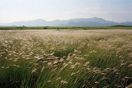 一片长满白草的田野，山丘直达天空