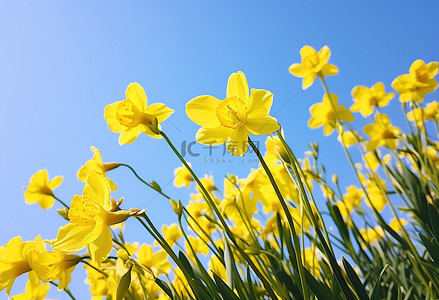 黄色的花朵背景图片_黄色的花朵生长在春天