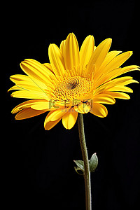 一朵花瓣朝下的黄色花
