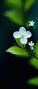 白花花的雪背景图片_一朵小白花，绿叶