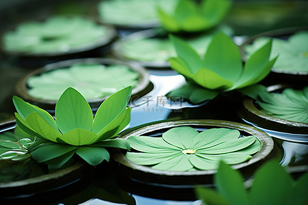 水和树叶背景图片_睡莲碗里装满了水和绿叶